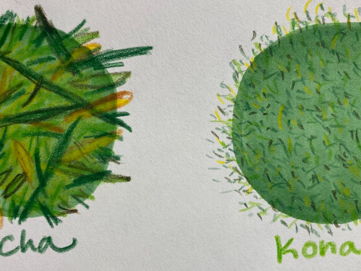 Unrefined Tea and Tea&nbsp;Byproducts